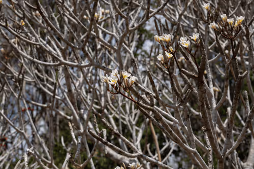 Item #105679162715773690367894814568251153202929894369313826483118647802609067360257 Media