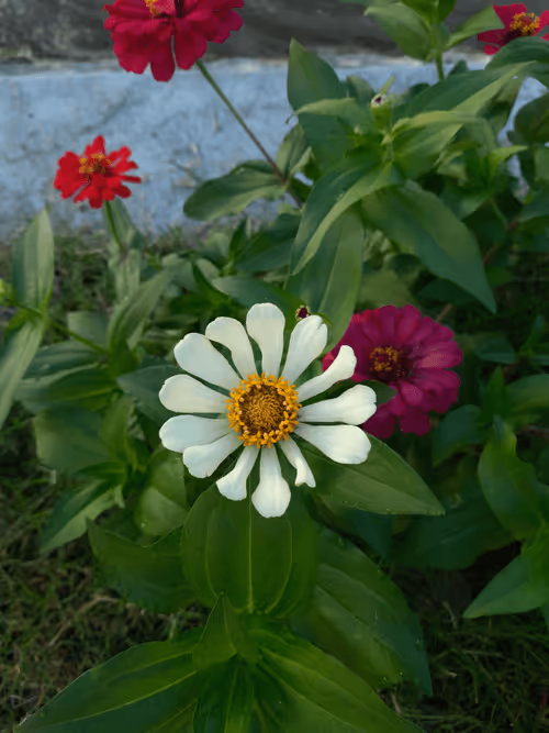 Item #78774018974347764357765192518377150739749637856503949941232678403979935219713 Media