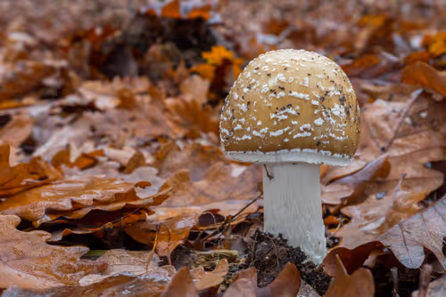 Item #64713155281190120806625528010509445569029273032710388433466982012275988103169 Media