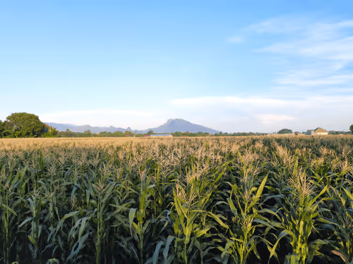 Item #78774018974347764357765192518377150739749637856503949941232678388586772430849 Media