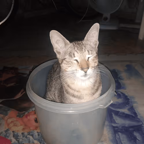 Item #4206968959528382267850550168117913088191590325513865346546053348359736918017 Media