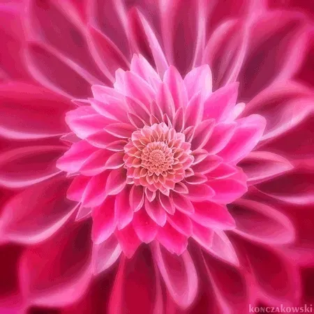 Untitled Collection #35439108