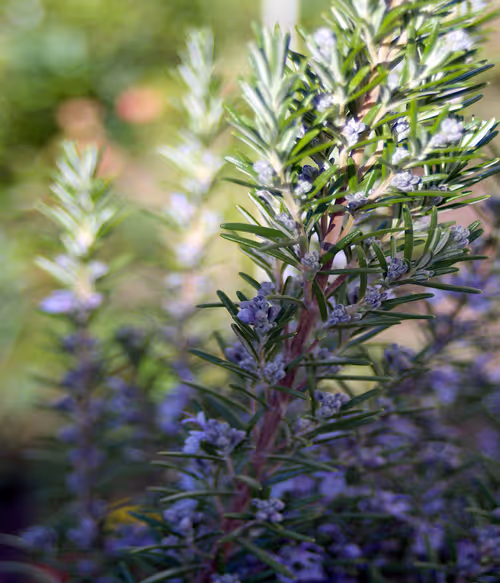 Item #54092708251689304060008626725907944876680074354438048784149166033274455195649 Media