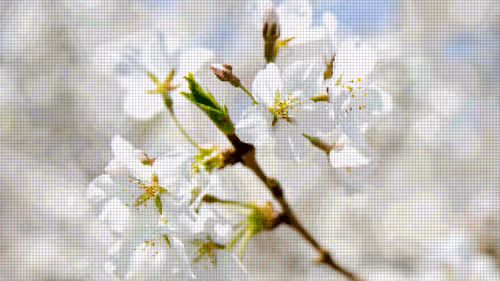 Item #75866091947728652238534111254584504918190435733442380629681527351550442209281 Media