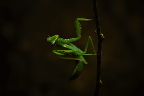 Item #25248765690261585435434482314818899014355955401617162377978101851809556463617 Media