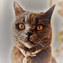 A BrownCAt