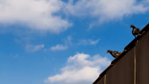 Item #51713688371441963364437702174856036377289266459238350910638525372429481541633 Media