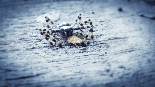 Item #67953013081497975380701316872383983900172084174696373294051428547740039118849 Media