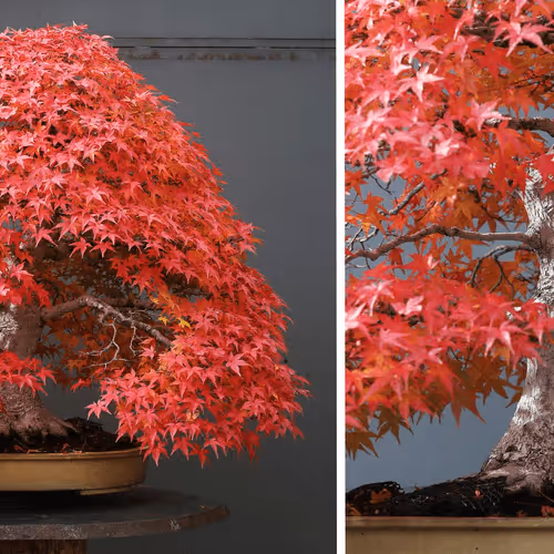 Item #104496985584808197411299000803927756186977529206466580863662692687837560569857 Media