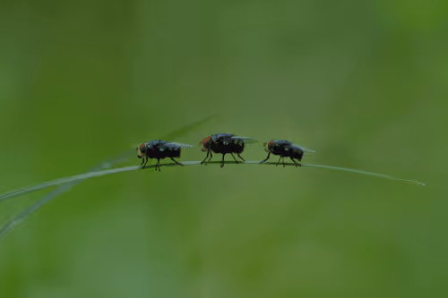 Item #25248765690261585435434482314818899014355955401617162377978101854008579719169 Media