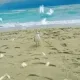 6706083444264902316033286050066933830725308019847460616098508098473346203649
