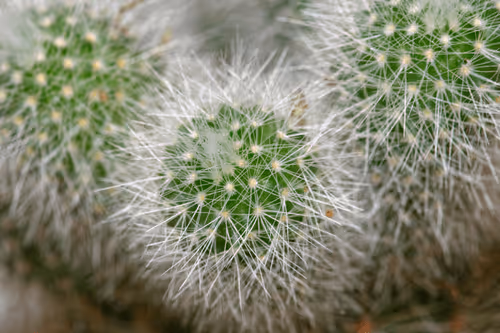 Item #47344123980109973813634142770242239438764360713225161879961011973659367047169 Media