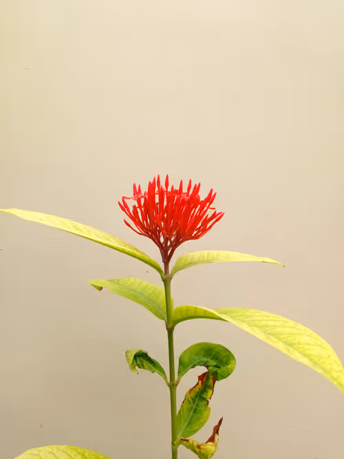 Item #47861482157332132367100566057218311930946698931742398831149438420221744381953 Media