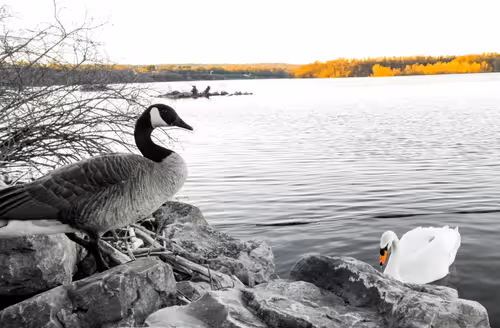 Item #34050975843002366841675306618992214201728583656469935882455043168417439809537 Media