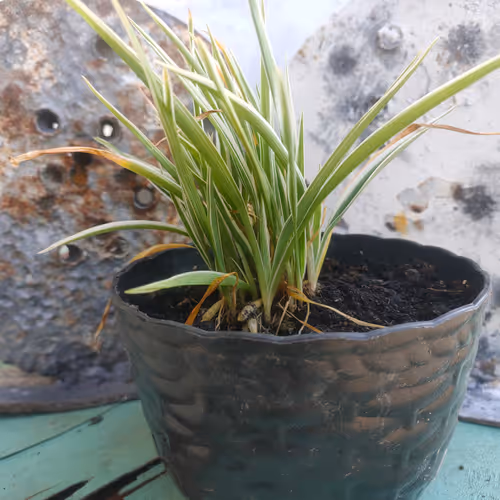 Item #32153802364987129145611654486560917672236906363351108984693106477863045955604 Media