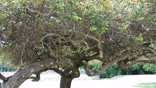 Item #107111816853042677305465976713853985523542447439533665525012776288377500598273 Media