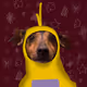 36099553795261404282579238421663119871283840647116495816804462693139517276161