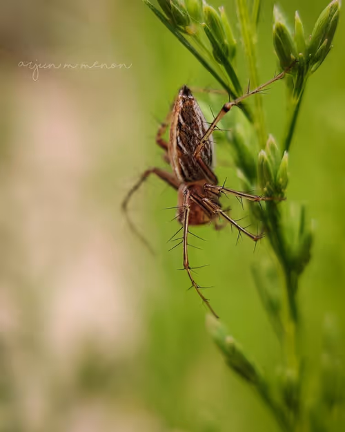 Item #96373460507912281939903112807065392587728079623754575039603803304741945999361 Media