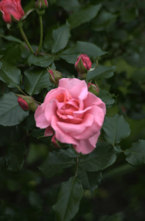 Item #56943947837122673731930897750220814689639948529564795848618456971549956112385 Media