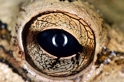 Item #47344123980109973813634142770242239438764360713225161879961011958266204258305 Media