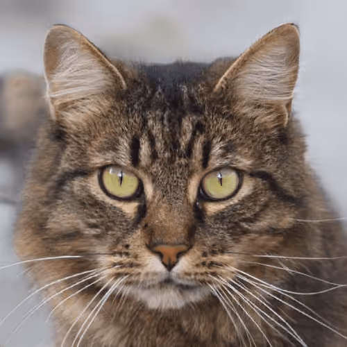 Item #106393158711752592444527764053332067386103257112262188176365270256675081682945 Media