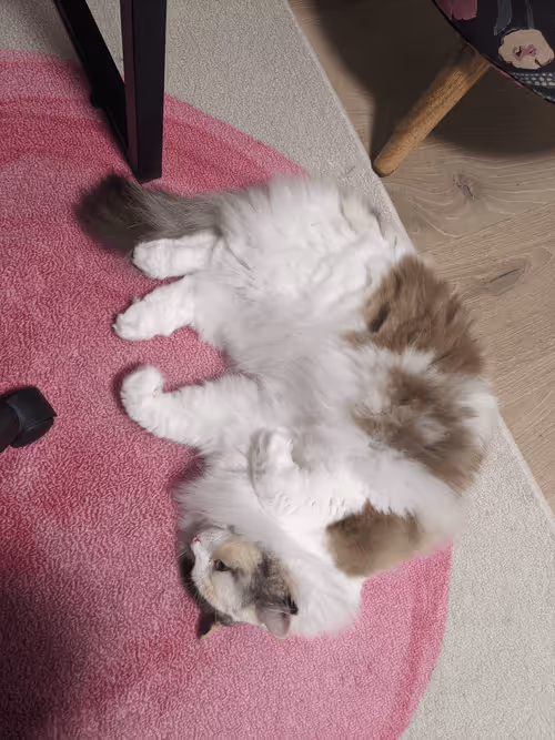 Item #103823190638075684652461829267274249161173063347509023641376403474528707018753 Media