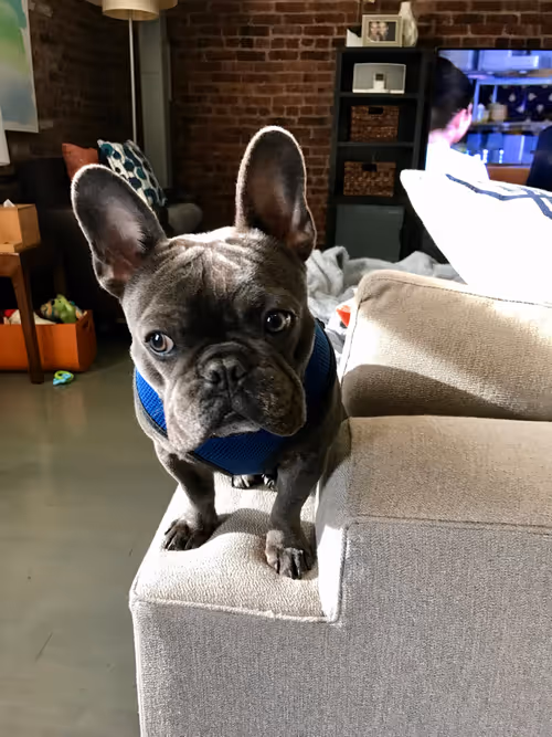 Item #99031261785432219130552668818269695456905868997165113515571762518262835838977 Media