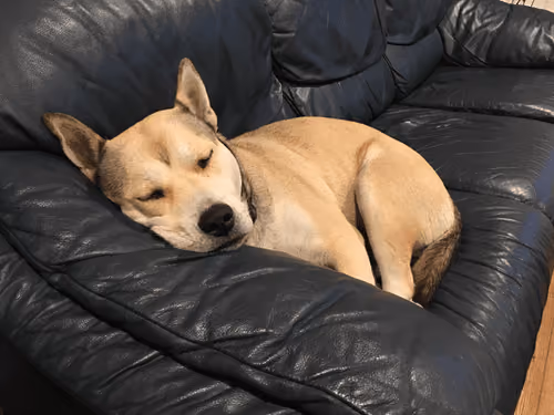 Doggo