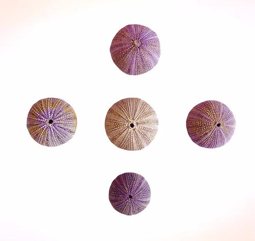 Item #57012258721401281048246825432917768637027078102532245265584664294998090448897 Media