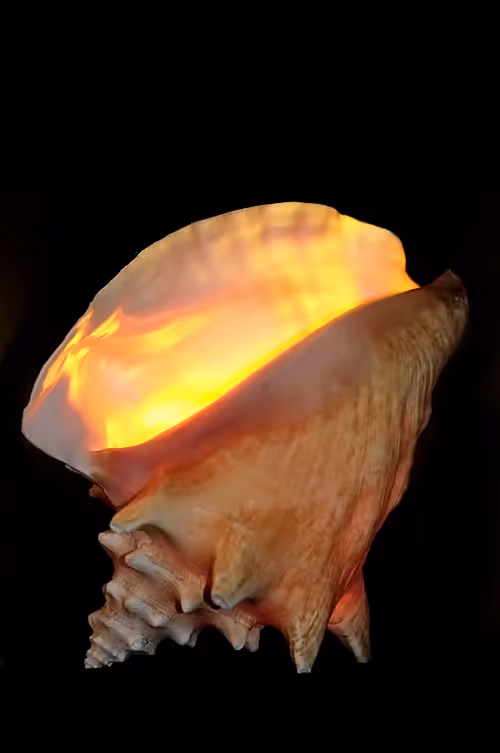 Item #47344123980109973813634142770242239438764360713225161879961011985753994952705 Media