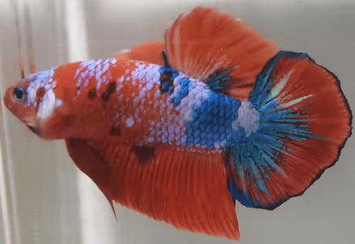 Item #76093963924936973222684762009084726555674488189040824510729450748309812543489 Media