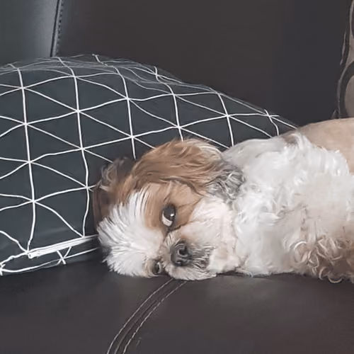 lazy dog #0