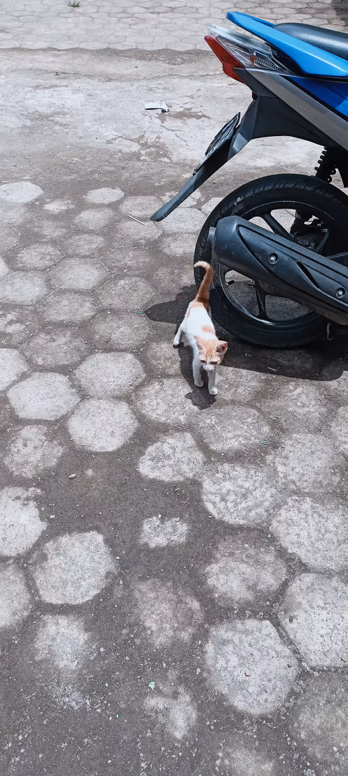 Item #101088201051871599420805356495502080668270270584626298328858033973814146105345 Media