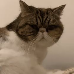 Bitchfacecat#1