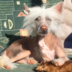 Dog  Jessy