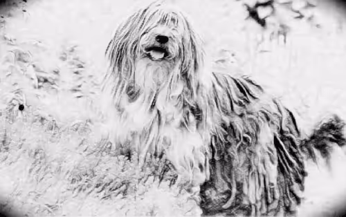 Item #23143313246472061328071561115701105421589606567298838424350448157733662228481 Media