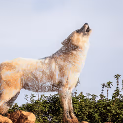 11276162529628641556553056529614973332754405277106184420845744991636335624193