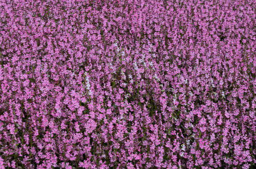 Item #88588118460762935851954819290277197949236789267554687293919040404537280036865 Media