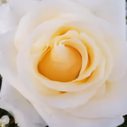 White rose of death