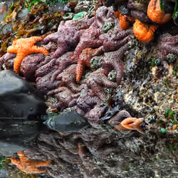 Tidal Pool Party