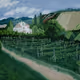 Vienna Vineyard Landscape