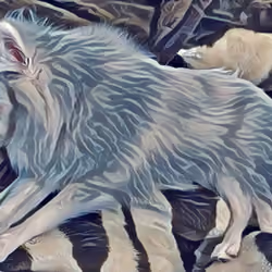 Pom#7