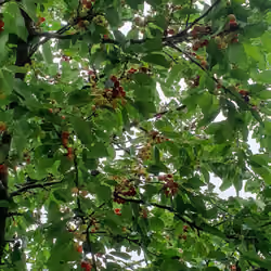 Cherry Tree