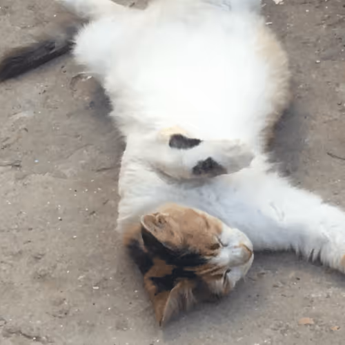 Untitled Collection #27375196