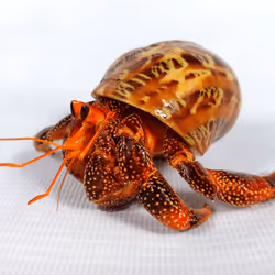 91920838516500969586140493576070920060778375503638515337937380299732223524865