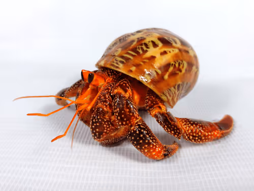 91920838516500969586140493576070920060778375503638515337937380299732223524865