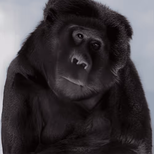 Item #98771142752491223589029056332849600761606894318122094950927075143500276170753 Media