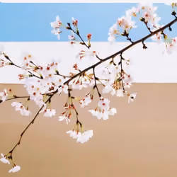 flowers nft