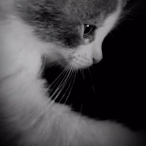 Pretty boy Kitty