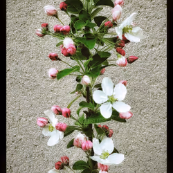 3787080761074609709675817509753112159059746763483256848434353671046105661441